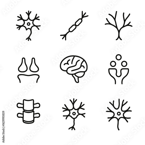 Neuroanatomy Icon Set. Outline icon set of inner space anatomy details: neuron, axon, dendrite, synaptic cleft, myelin sheath,