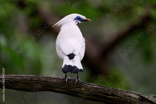 Canvas Print Bali Myna (Leucopsar rothschildi) perched on wooden rail with blurred green background in Hong Kong