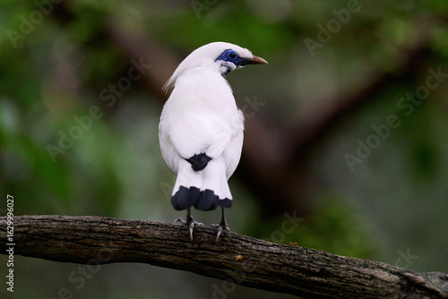 Photography Bali Myna (Leucopsar rothschildi) perched on wooden rail with blurred green background in Hong Kong