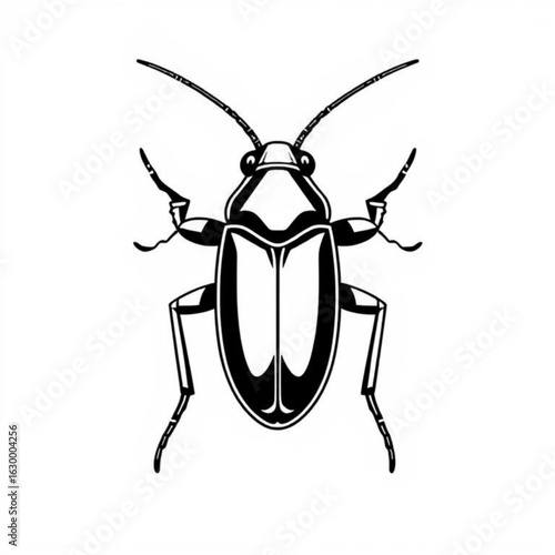 Australian Cockroach Animal illustration