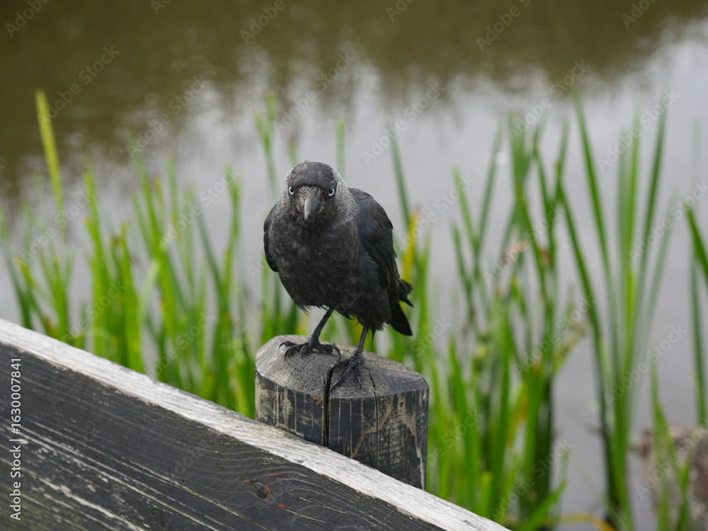 Obraz premium Black bird on a fence