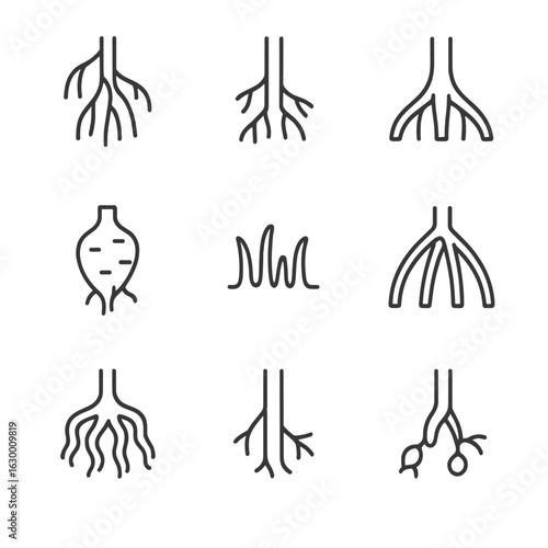 Various Root Icons. Outline icon set of root types: aerial roots, adventitious roots, buttress roots, storage roots,