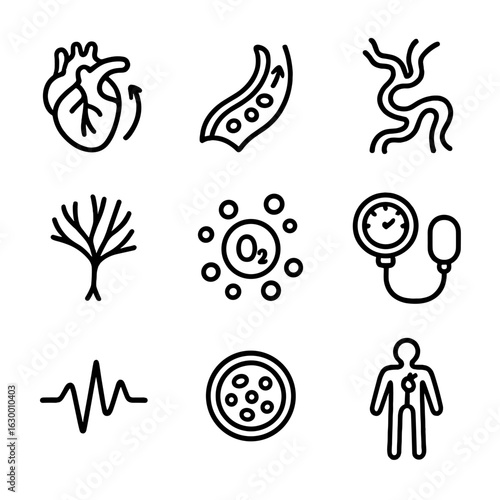 Blood Circulation Icon Set. Outline icon set of blood circulation: heart pumping, artery flow, vein pathway, capillary network,