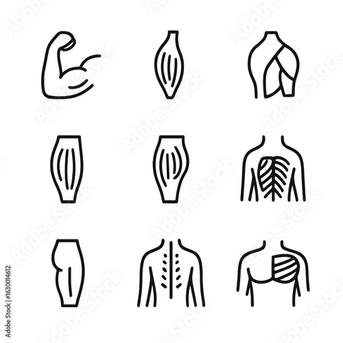 Muscle Anatomy Icons. Outline icon set of muscle anatomy: biceps, triceps, deltoid, quadriceps, hamstrings, gluteus maximus,