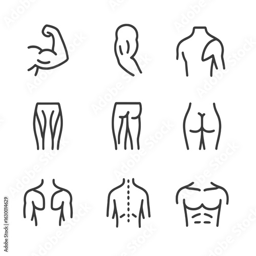 Muscle Anatomy Icons. Outline icon set of muscle anatomy: biceps, triceps, deltoid, quadriceps, hamstrings, gluteus maximus,
