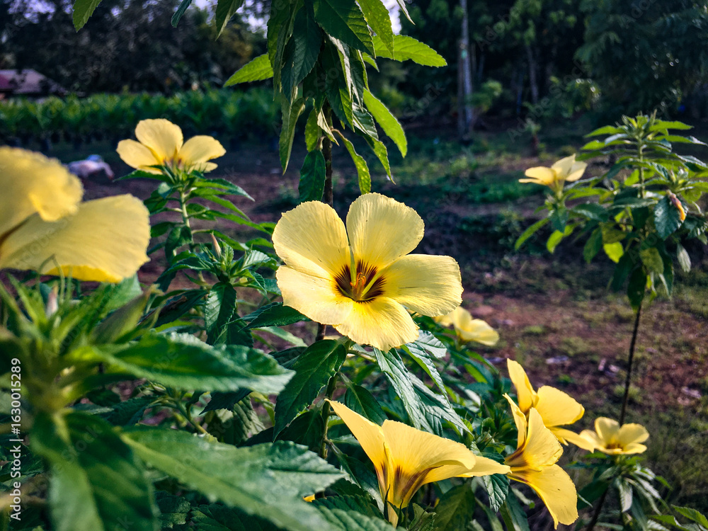 Obraz premium Turnera Sabulata Flower in Bloom