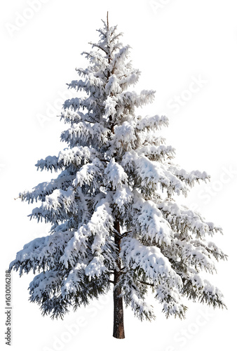 Canvastavla Snowy Christmas tree isolated on white, ideal for winter holiday, greeting cards
