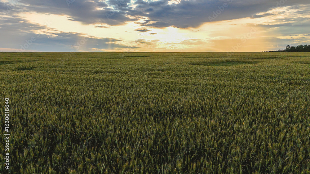 Fototapeta premium a wheat field at sunset in summer from a bird's-eye view