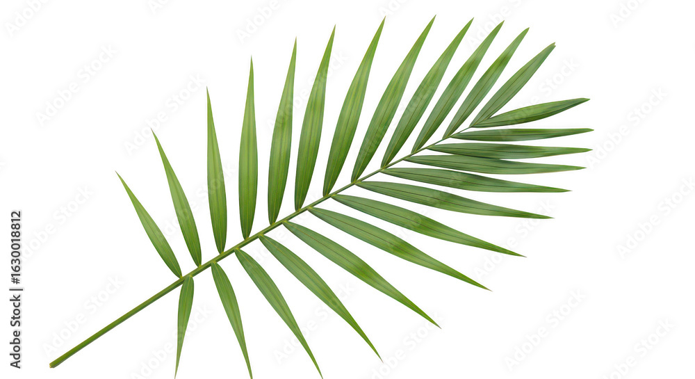 Fototapeta premium Single Palm Leaf Green Frond Tropical