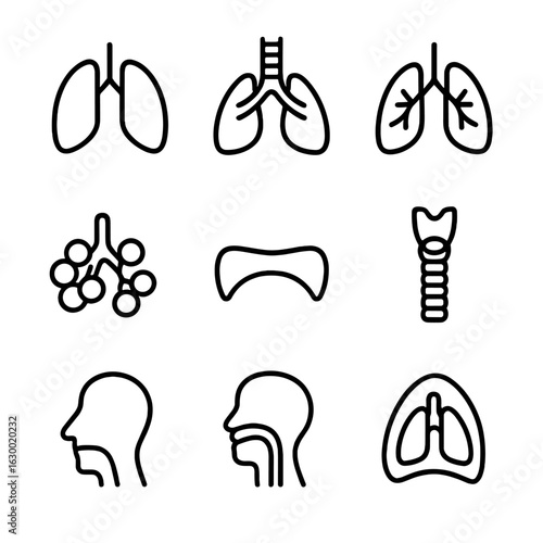 Respiratory System Icons. Outline icon set of respiratory system anatomy: lungs, trachea, bronchi, alveoli cluster, diaphragm,