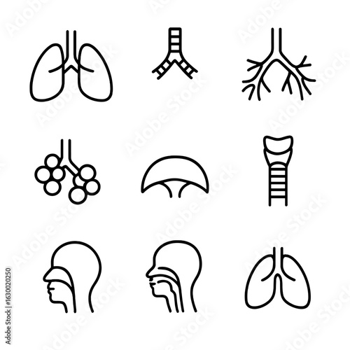 Respiratory System Icons. Outline icon set of respiratory system anatomy: lungs, trachea, bronchi, alveoli cluster, diaphragm,