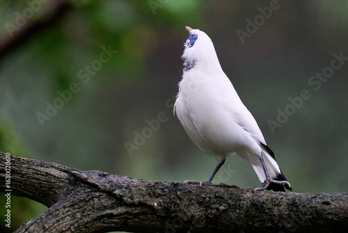 Canvas Print Bali Myna (Leucopsar rothschildi) perched on wooden rail with blurred green background in Hong Kong