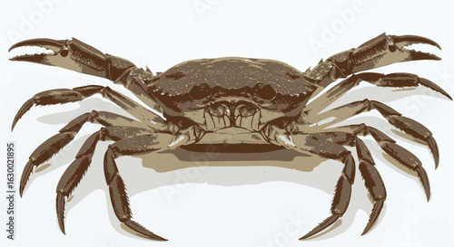 A detailed illustration of a crab, showcasing its claws and legs, isolated on a white background.