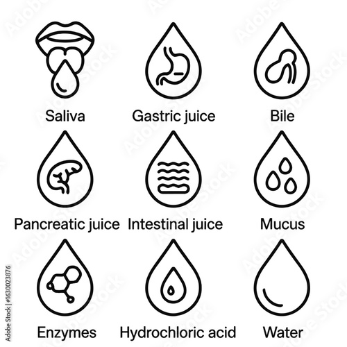 Digestive Fluid Icons. Outline icon set of digestive fluids: saliva, gastric juice, bile, pancreatic juice,