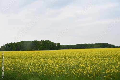 Champs de fleurs jaunes yellow flowers field countryside