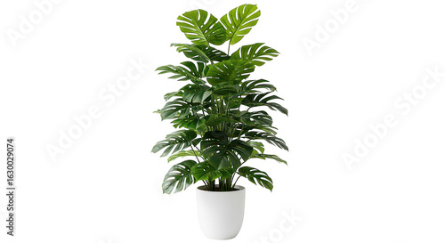 Tall Monstera Plant In White Pot