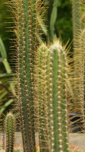 Close-up of tall cacti with long spines, showcasing their unique textures and shapes. The background features blurred greenery, enhancing the focus on the cacti.