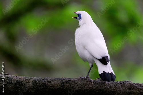Photography Bali Myna (Leucopsar rothschildi) perched on wooden rail with blurred green background in Hong Kong