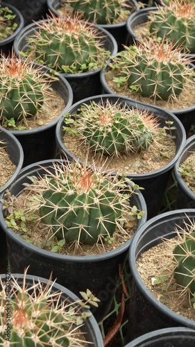 Rows of potted barrel cacti with sharp spines in a garden nursery.