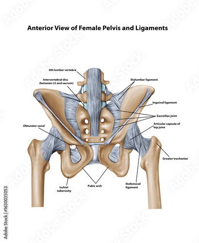 Bones and Ligaments of the Female Pelvis Posterior View Sacroiliac Joint 