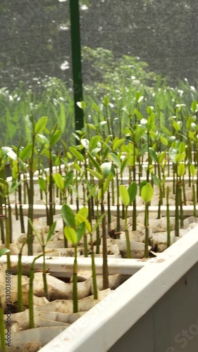 Young seedlings growing in a greenhouse, arranged in rows with natural light filtering through.