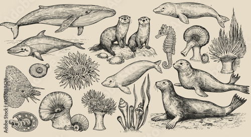 Vintage illustration of diverse marine life, including whales, otters, seahorses, and seals.