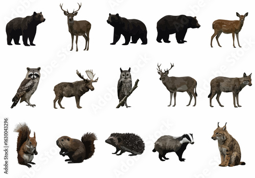 Illustration featuring a diverse collection of forest animals including bears deer and various other mammals