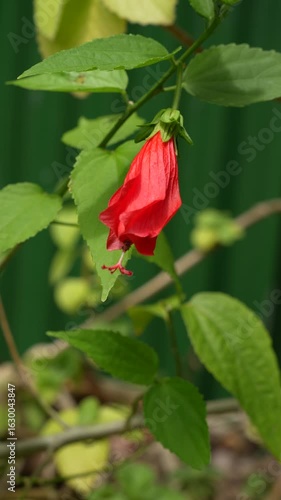 A red hibiscus flower bud surrounded by green leaves against a blurred green background.
