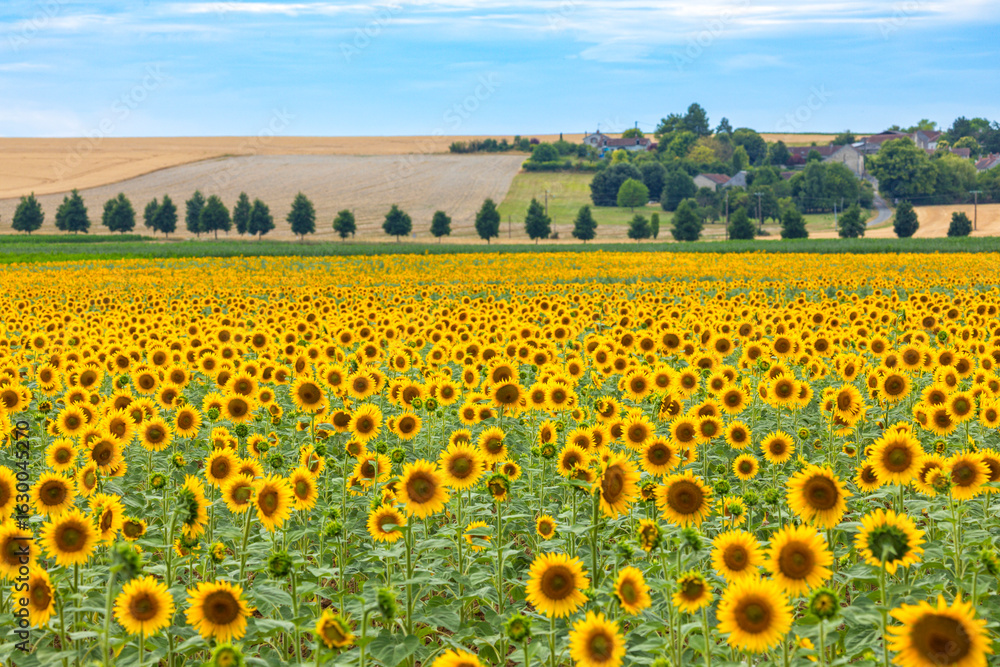 Obraz premium A large sunflower field in the Touraine region, Indre-et-Loire departement, France. Small village on the hill in background