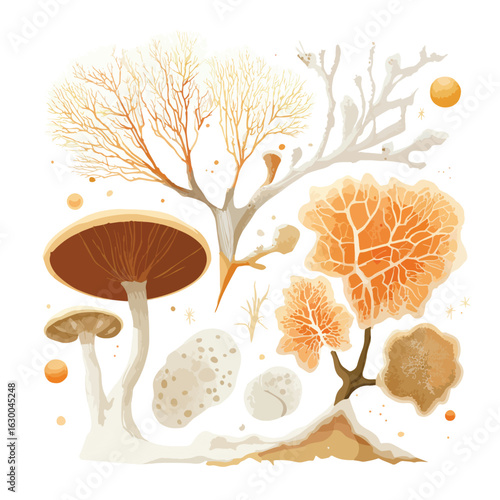 File ID(s): 1630046314 - Original name(s): fungi mycelium network isolated in White Background, fungi mycelium network vector, Flat lay vector illustration