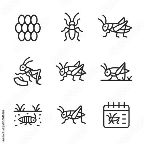 Cricket Lifecycle Icons. Outline icon set of cricket lifecycle stages: egg cluster, nymph silhouette, successive instar outline,