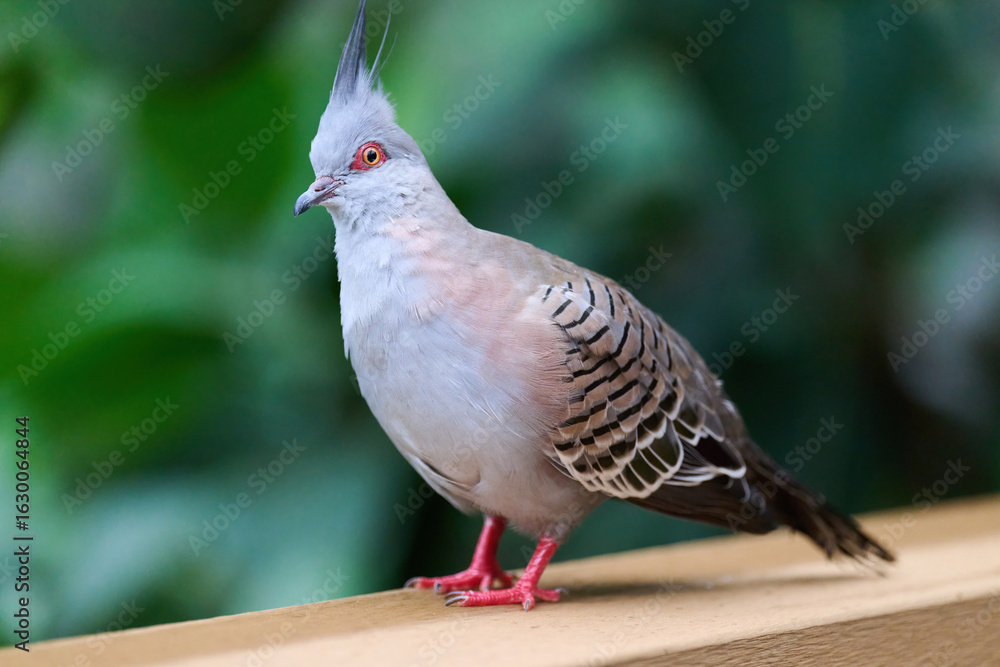 Obraz premium Crested Pigeon (Ocyphaps lophotes) perched on wooden rail with blurred green background in Hong Kong. 