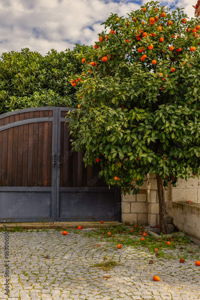 Obraz premium Wooden gate and stone pavement next to orange tree with ripe fruits vertical
