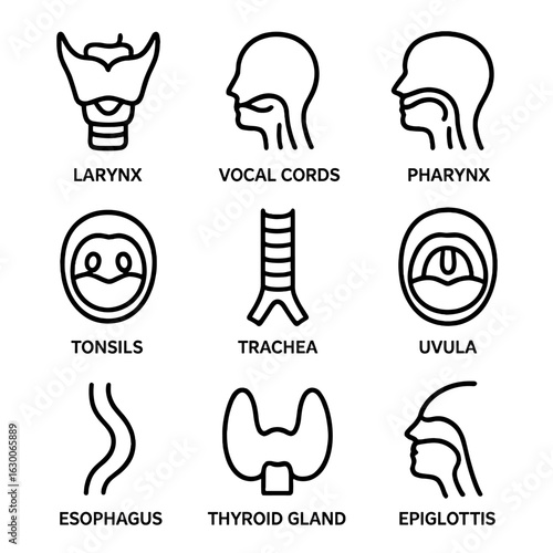 Throat Anatomy Outline Icons. Outline icon set of throat anatomy: larynx, vocal cords, pharynx, tonsils, trachea, uvula, esophagus