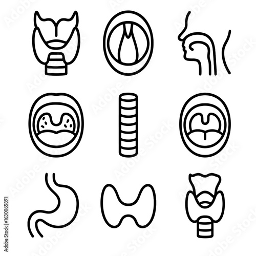 Throat Anatomy Outline Icons. Outline icon set of throat anatomy: larynx, vocal cords, pharynx, tonsils, trachea, uvula, esophagus