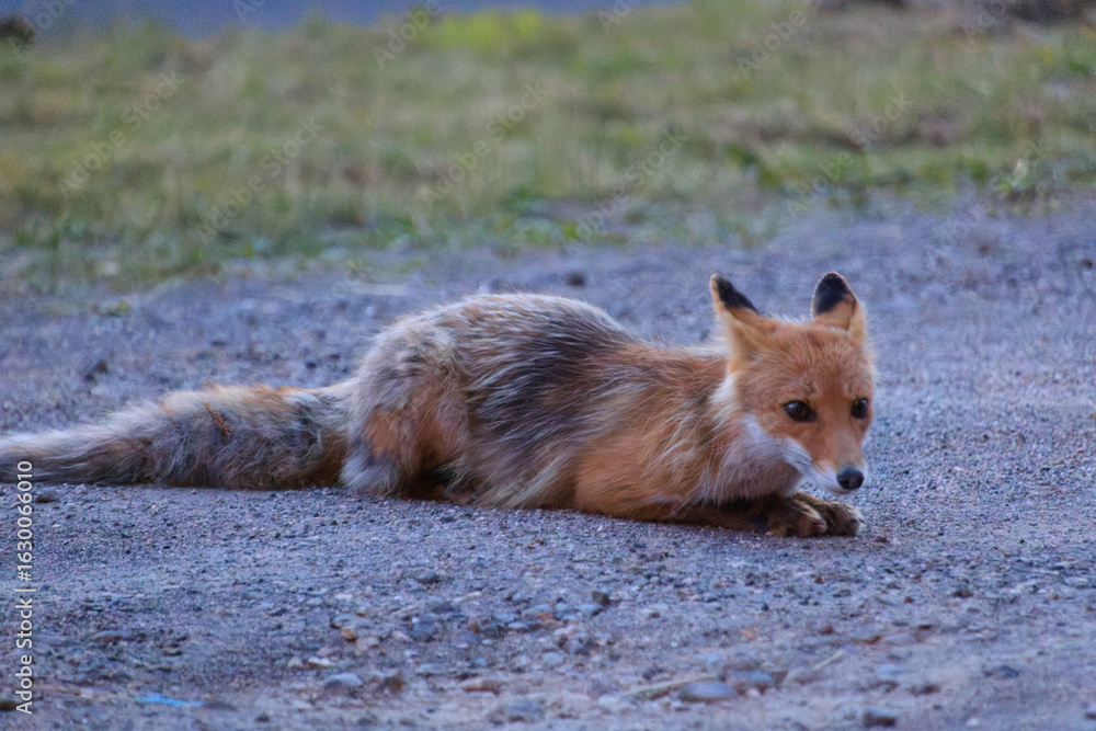Fototapeta premium Red Fox Resting on Gravel at Dusk in Lake Akan, Hokkaido, Japan