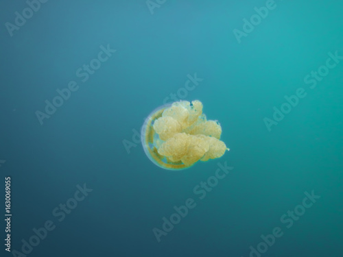 Golden Jellyfish in Palau’s Jellyfish Lake