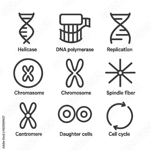 DNA Replication Icons. Outline icon set of DNA replication and cell division: helicase, DNA polymerase, replication fork, mitosis,