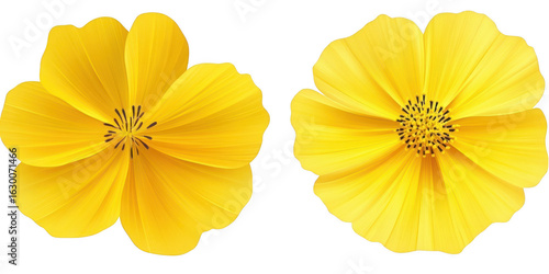 Two yellow flowers close up view on transparent png background