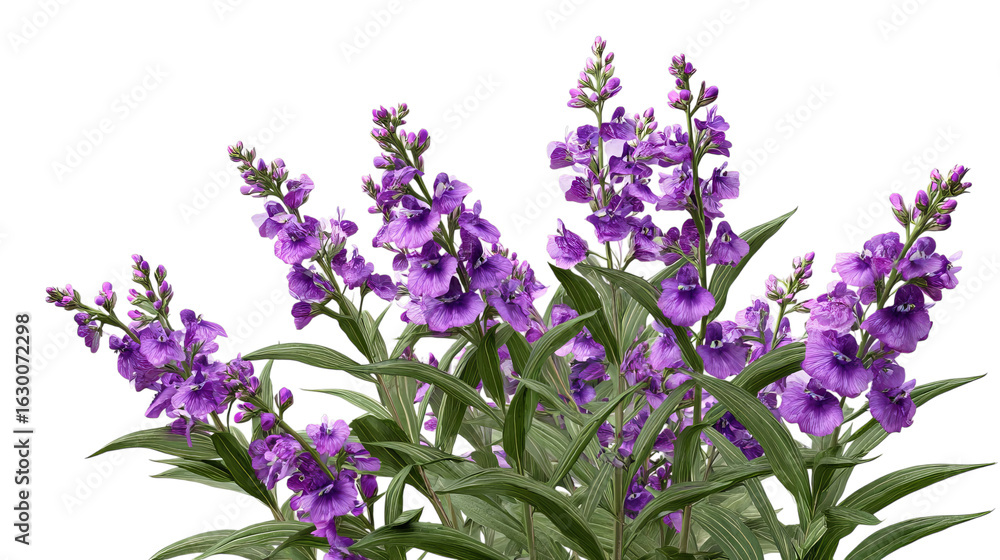 Naklejka premium PNG of A vibrant display of purple flowers with lush green leaves, creating a stunning floral arrangement.