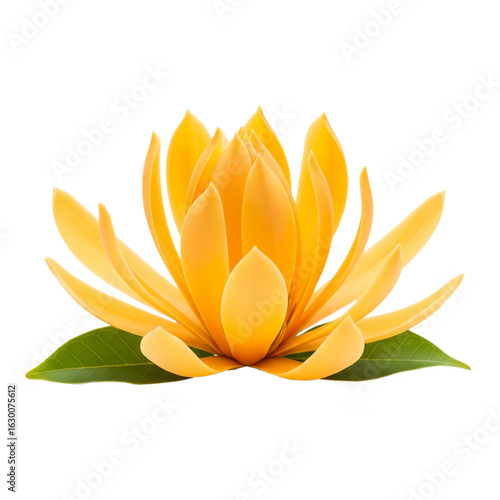 lotus flower isolated on white