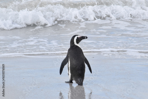 Penguin on its way to the ocean at Boulders Beach in South Africa