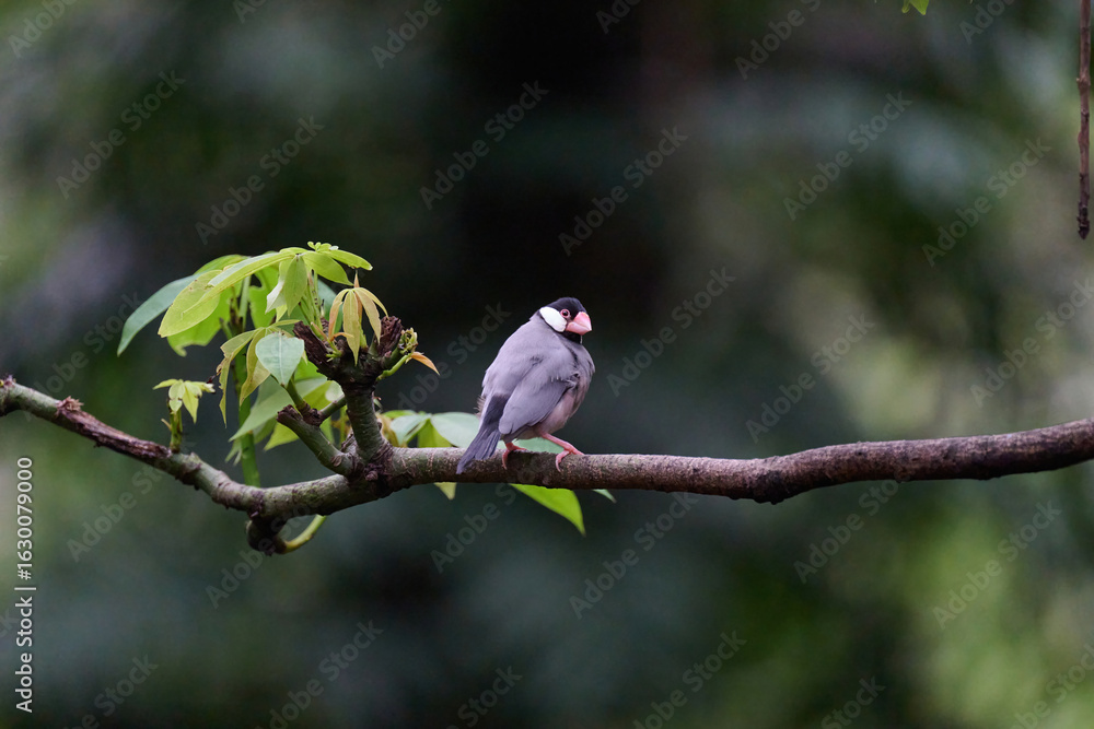 Fototapeta premium Java Sparrow (Lonchura oryzivora) perched on branch with green leaves against blurred foliage background in Hong Kong. 