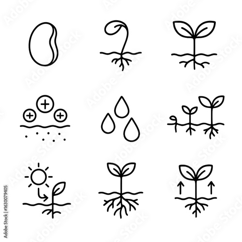 Plant Growth Icons. Outline icon set of plant germination process: seed coat, seedling, cotyledons, soil