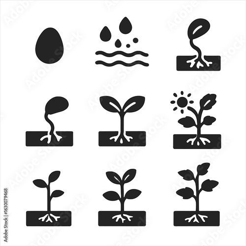 Plant Growth Icons. Solid, filled icons set of seed germination stages: dry seed, imbibition, radicle