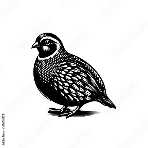 Illustration of a quail bird isolated on white background