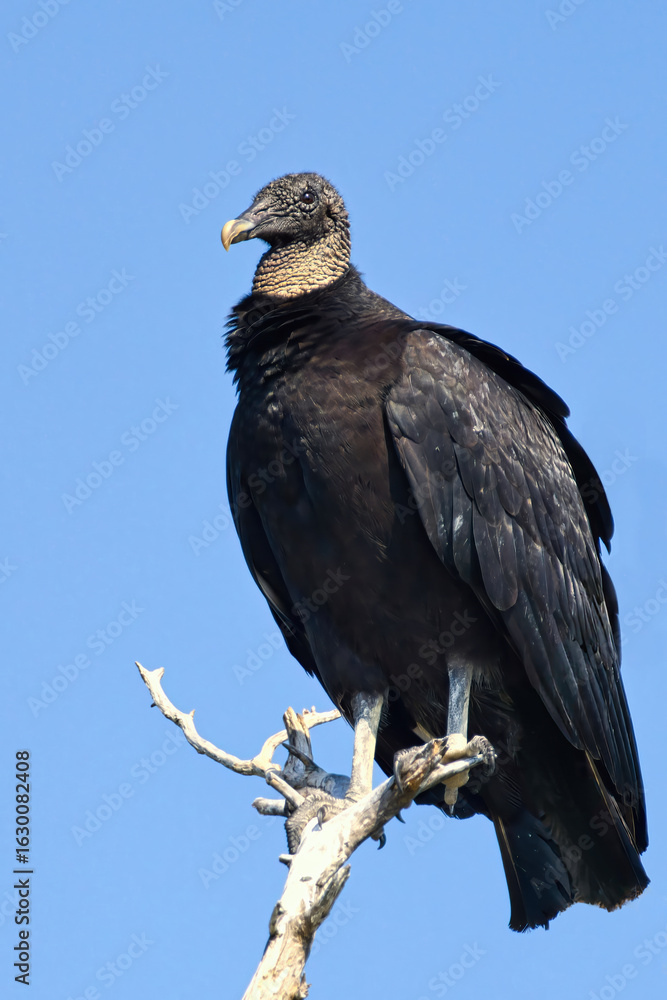 Obraz premium Black Vulture Waiting Patiently