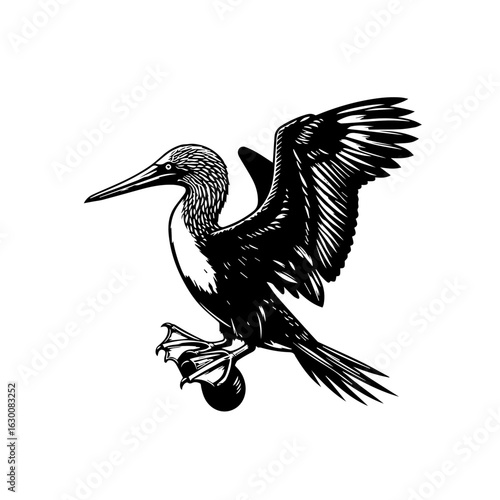 Black and white illustration of a seabird in flight, isolated on white background