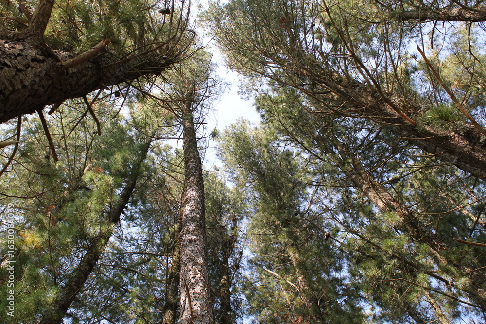 Fototapeta premium pine trees in the sky