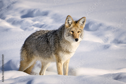 Coyote in Snowy Wilderness